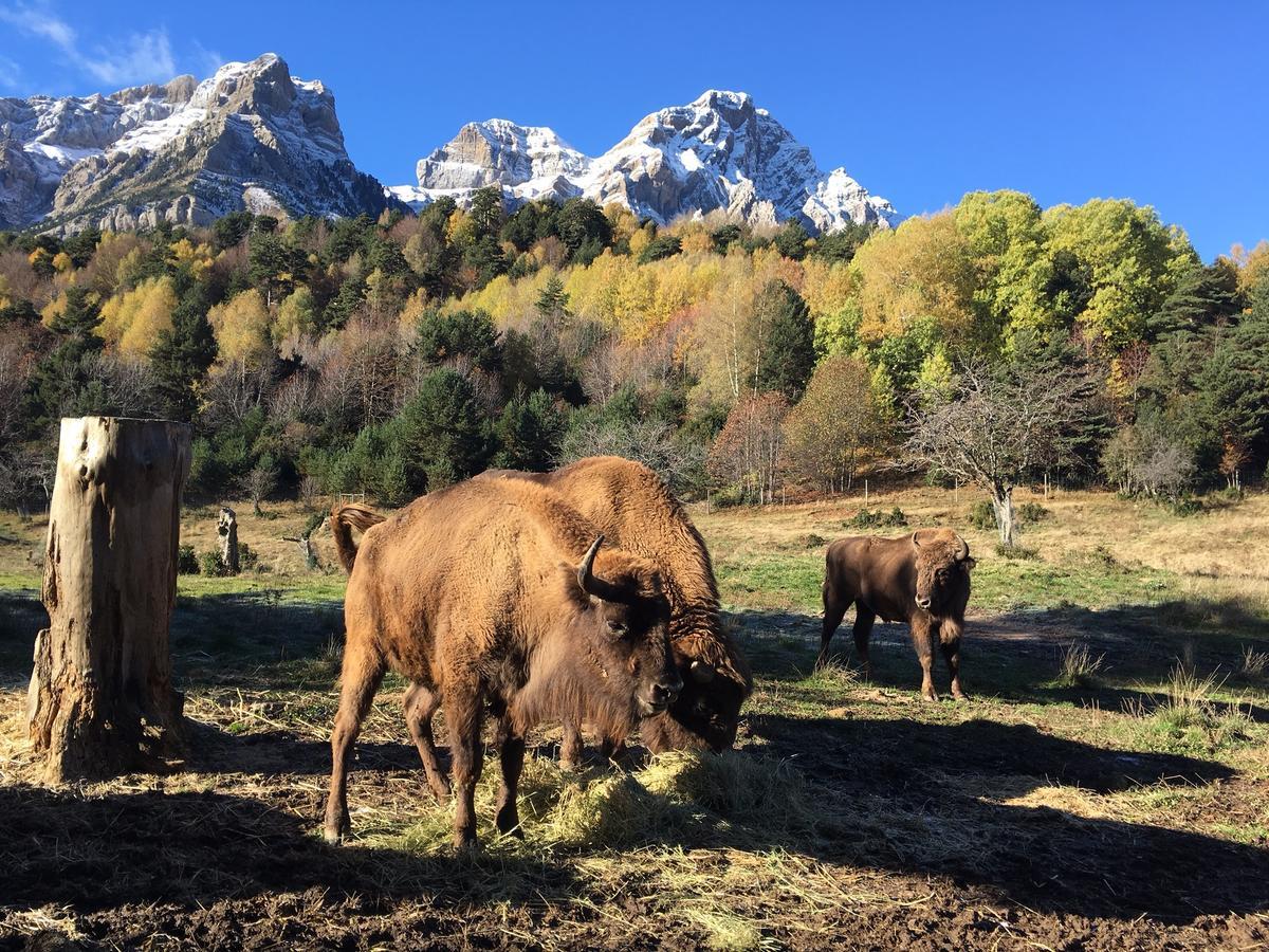 Hotel Snoe Aragon Hills Formigal Pokój zdjęcie